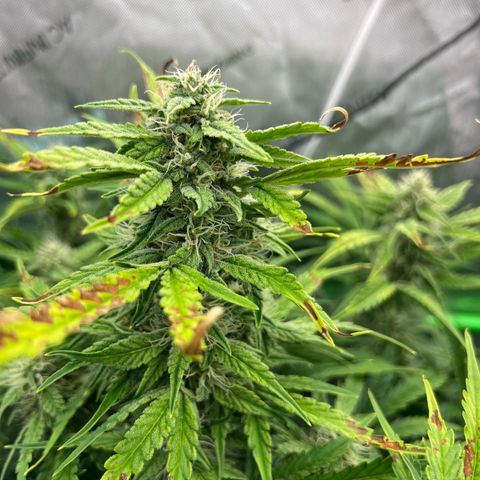 ILGM Blue Dream Auto growlog timeline photo