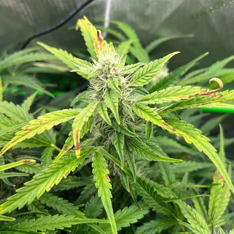 ILGM Blue Dream Auto growlog timeline photo