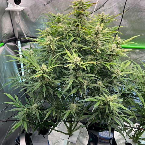 ILGM Blue Dream Auto growlog timeline photo
