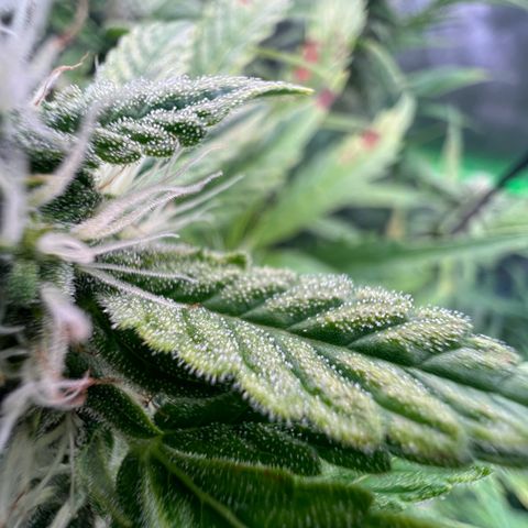 ILGM Blue Dream Auto growlog timeline photo