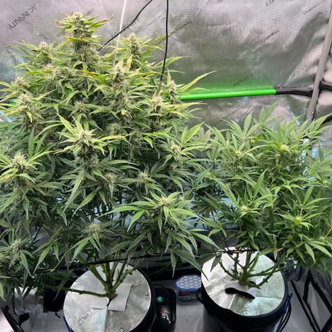 ILGM Blue Dream Auto growlog timeline photo