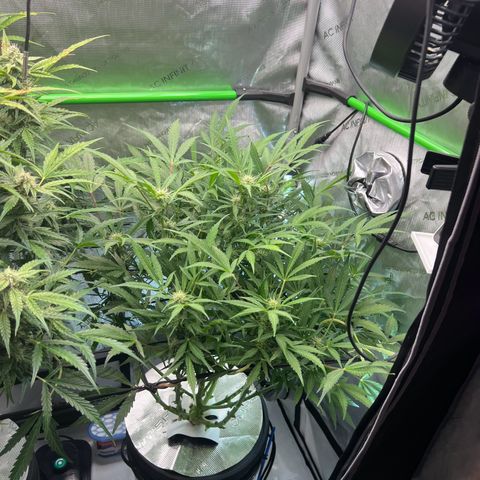 ILGM Blue Dream Auto growlog timeline photo