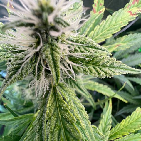 ILGM Blue Dream Auto growlog timeline photo