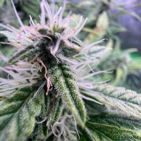 ILGM Blue Dream Auto growlog timeline photo