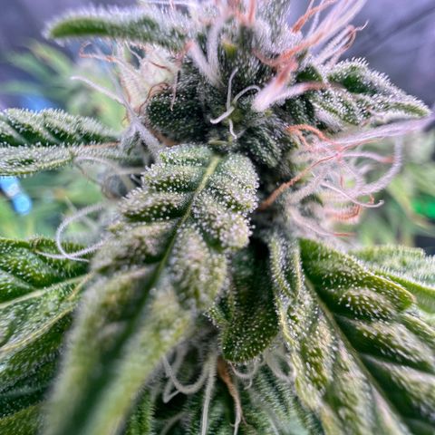 ILGM Blue Dream Auto growlog timeline photo
