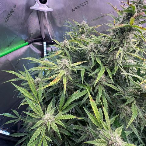ILGM Blue Dream Auto growlog timeline photo