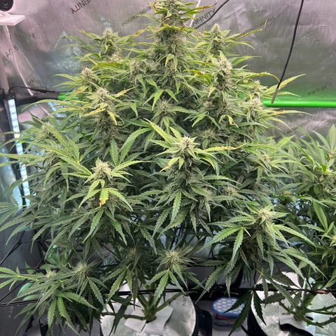 ILGM Blue Dream Auto growlog timeline photo