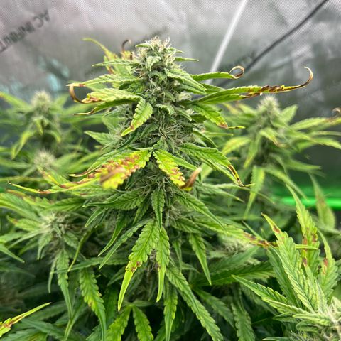 ILGM Blue Dream Auto growlog timeline photo