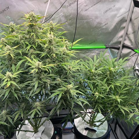 ILGM Blue Dream Auto growlog timeline photo