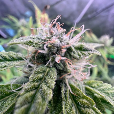ILGM Blue Dream Auto growlog timeline photo