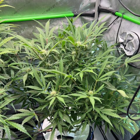 ILGM Blue Dream Auto growlog timeline photo