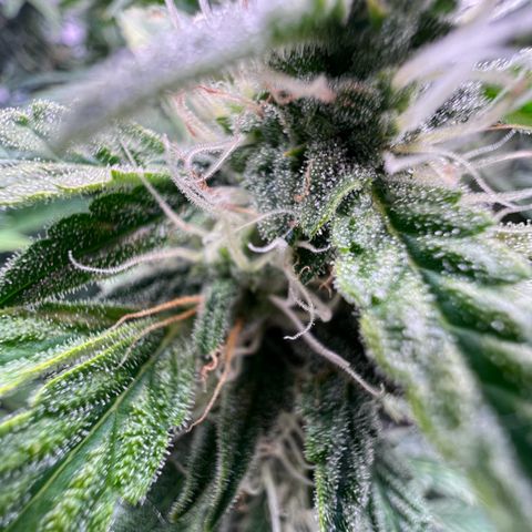 ILGM Blue Dream Auto growlog timeline photo