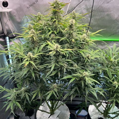 ILGM Blue Dream Auto growlog timeline photo