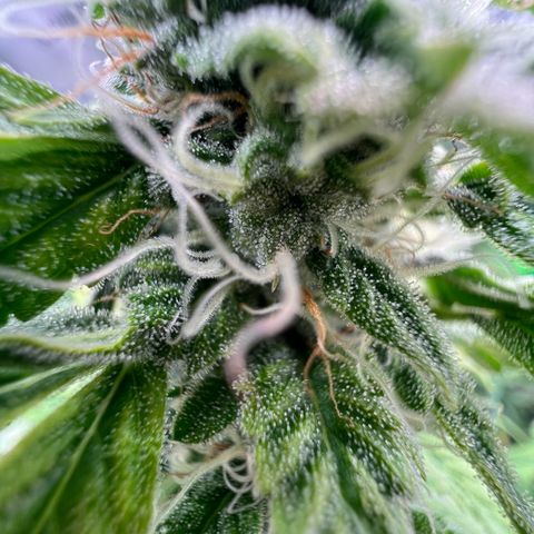 ILGM Blue Dream Auto growlog timeline photo