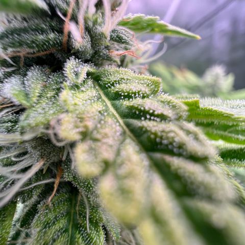 ILGM Blue Dream Auto growlog timeline photo