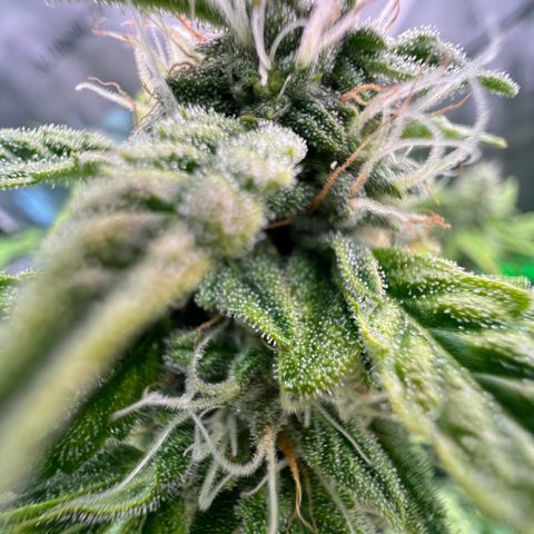 ILGM Blue Dream Auto growlog timeline photo