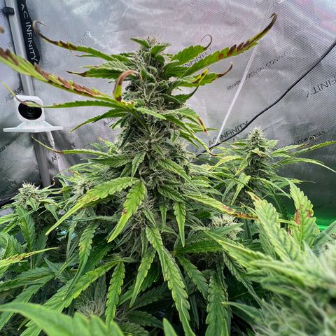 ILGM Blue Dream Auto growlog timeline photo