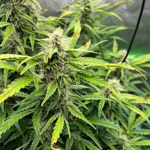 ILGM Blue Dream Auto growlog timeline photo
