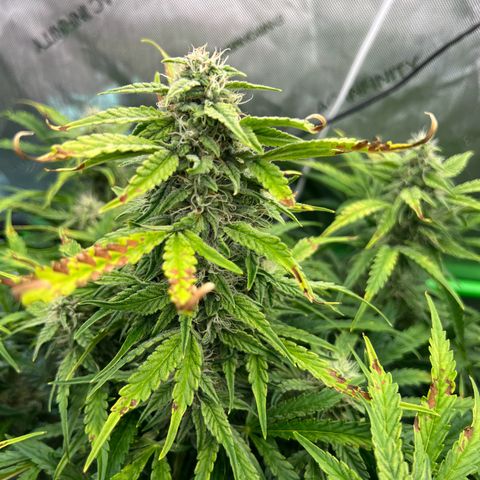 ILGM Blue Dream Auto growlog timeline photo