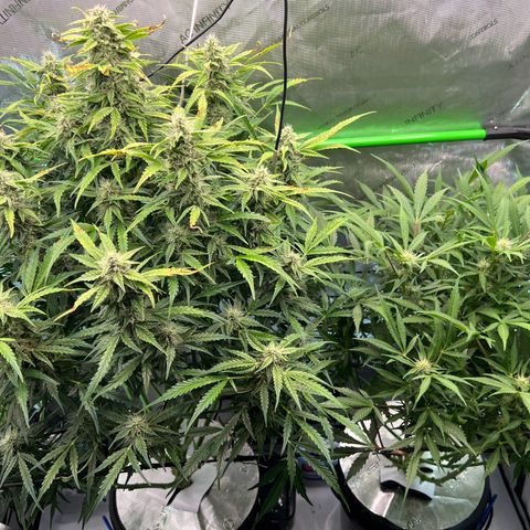 ILGM Blue Dream Auto growlog timeline photo