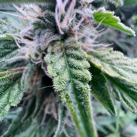 ILGM Blue Dream Auto growlog timeline photo