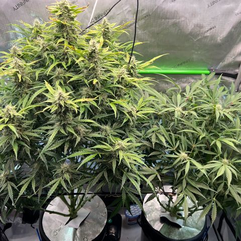 ILGM Blue Dream Auto growlog timeline photo