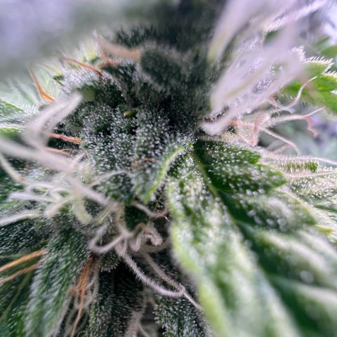 ILGM Blue Dream Auto growlog timeline photo