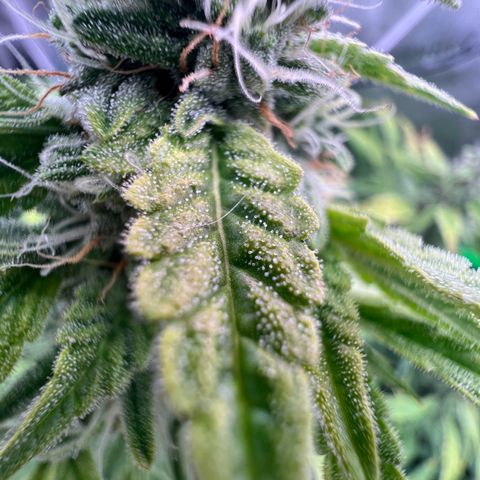 ILGM Blue Dream Auto growlog timeline photo