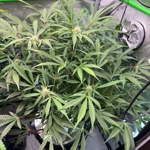ILGM Blue Dream Auto growlog timeline photo