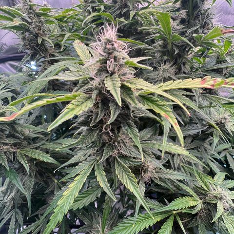 ILGM Blue Dream Auto growlog timeline photo