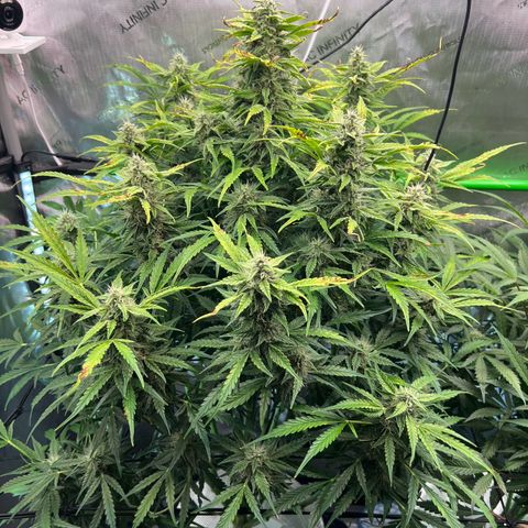 ILGM Blue Dream Auto growlog timeline photo