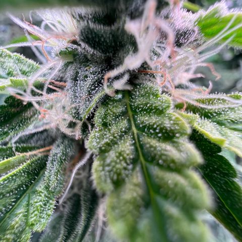 ILGM Blue Dream Auto growlog timeline photo