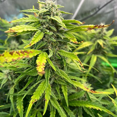 ILGM Blue Dream Auto growlog timeline photo