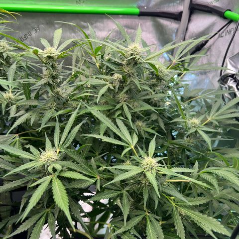 ILGM Blue Dream Auto growlog timeline photo