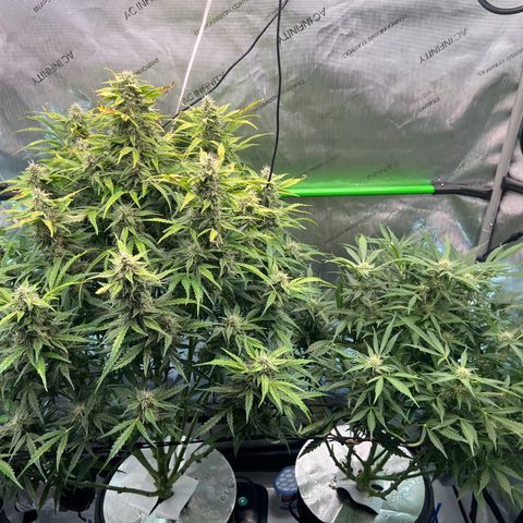 ILGM Blue Dream Auto growlog timeline photo