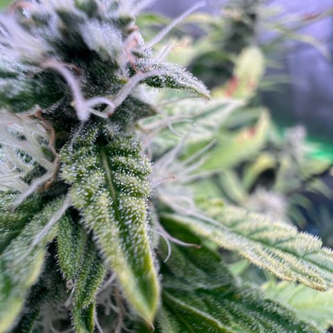 ILGM Blue Dream Auto growlog timeline photo
