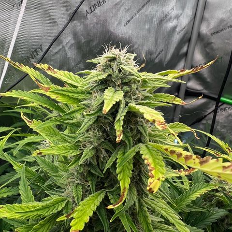 ILGM Blue Dream Auto growlog timeline photo
