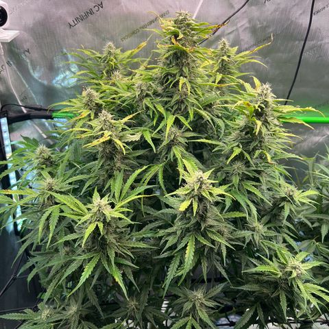 ILGM Blue Dream Auto growlog timeline photo