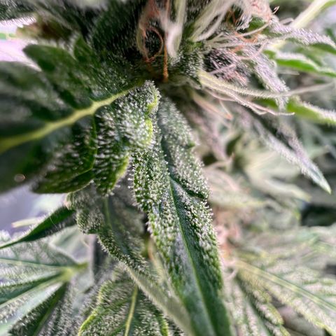 ILGM Blue Dream Auto growlog timeline photo