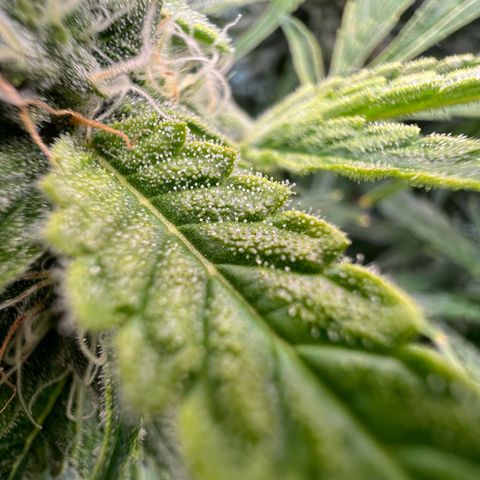 ILGM Blue Dream Auto growlog timeline photo