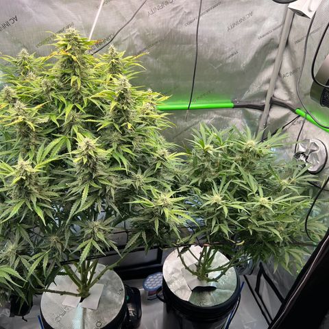 ILGM Blue Dream Auto growlog timeline photo