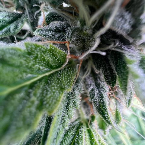 ILGM Blue Dream Auto growlog timeline photo