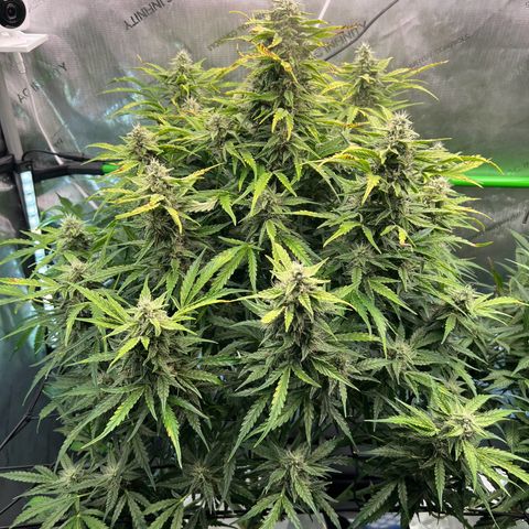 ILGM Blue Dream Auto growlog timeline photo