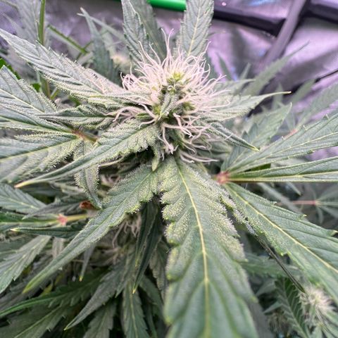 ILGM Blue Dream Auto growlog timeline photo