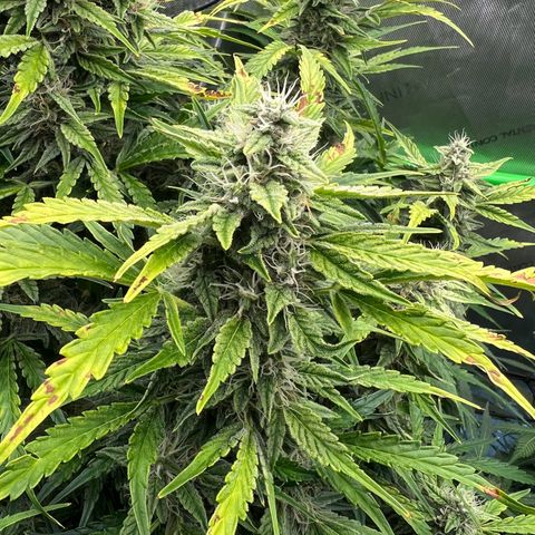 ILGM Blue Dream Auto growlog timeline photo