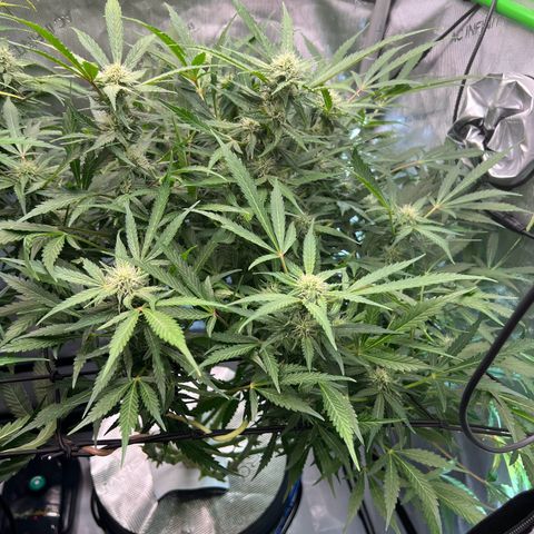 ILGM Blue Dream Auto growlog timeline photo