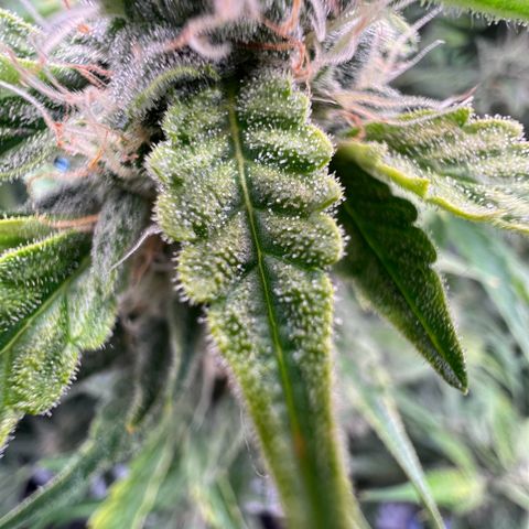 ILGM Blue Dream Auto growlog timeline photo