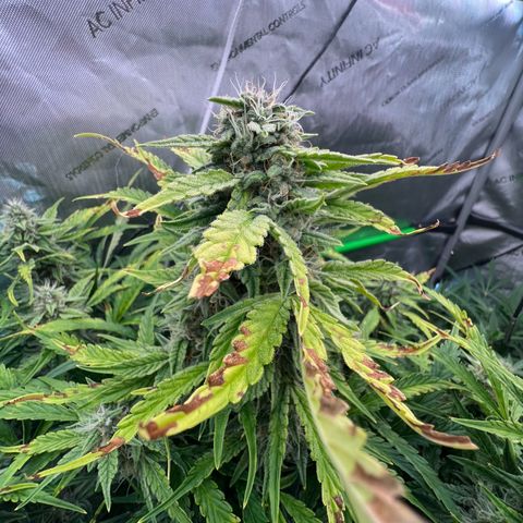 ILGM Blue Dream Auto growlog timeline photo