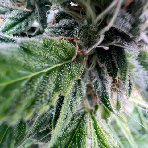 ILGM Blue Dream Auto growlog timeline photo