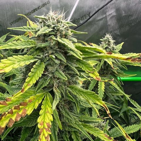 ILGM Blue Dream Auto growlog timeline photo